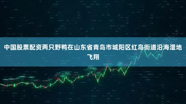 中国股票配资两只野鸭在山东省青岛市城阳区红岛街道沿海湿地飞翔